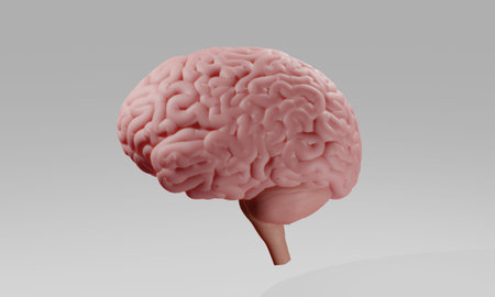 Human brain on white background 3d illustration