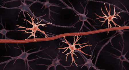 Astrocytes forming blood-brain barrierの写真素材