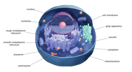 Illustration of animal cell anatomyの写真素材