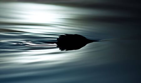 The fish fin upon water wavesの写真素材