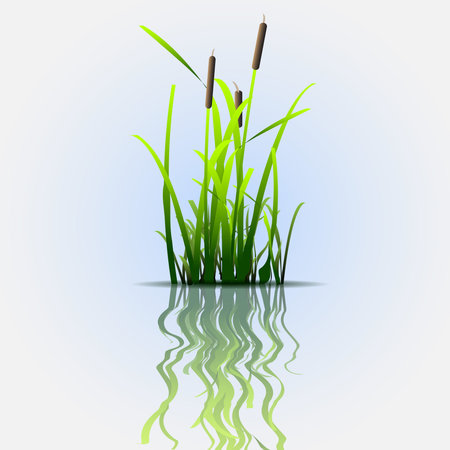 Grass green reed with reflection.Eco vector backgroundのイラスト素材