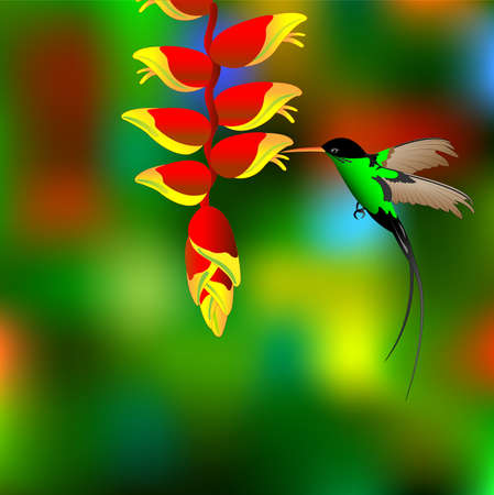 Flower with colibri.のイラスト素材