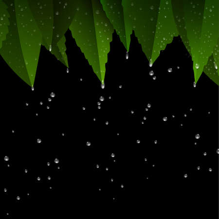 Green leaves after rain night.Vector eps10のイラスト素材