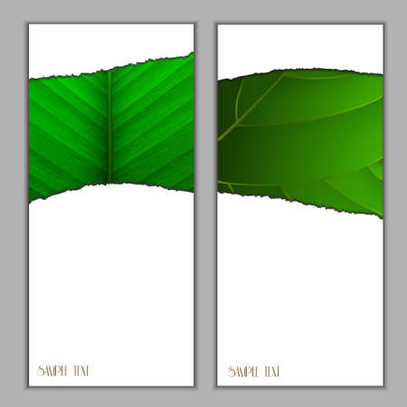 Vertical seasonal banners with green leaf .Vector eps10のイラスト素材