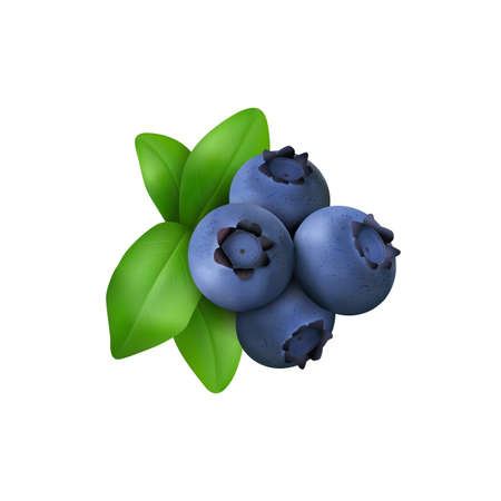 Blueberry with leaves  isolated on white background. Realistic Vector illustrationのイラスト素材