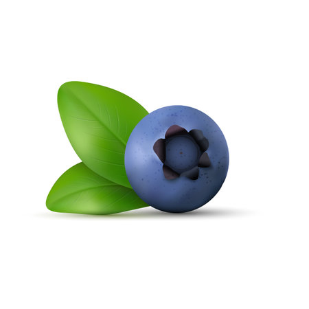 Blueberry isolated on white background. Realistic Vector illustrationのイラスト素材