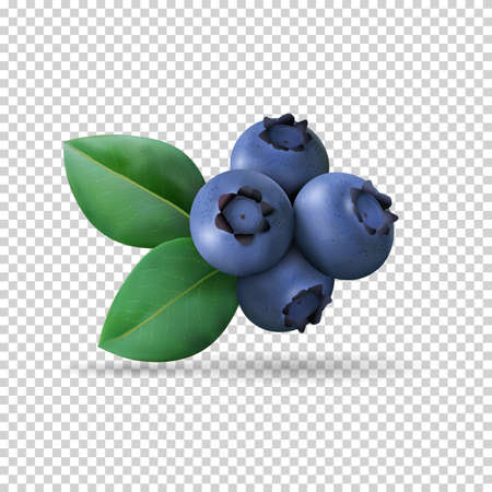 Blueberry with leaves isolated on transparent background. Realistic Vector illustration