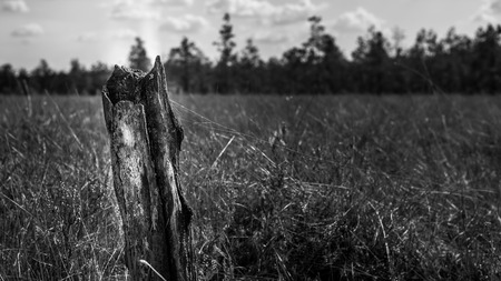 Tree remains in swampの写真素材