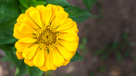 Yellow zinnia blossom in blurred green backgroundの写真素材
