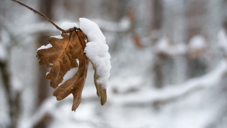 Some brown oak leaves in a forest after a snow storm with some snow hanging on themの写真素材