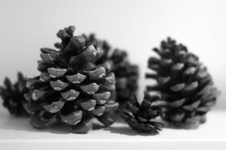 Many pine cones isolated in whiteの写真素材