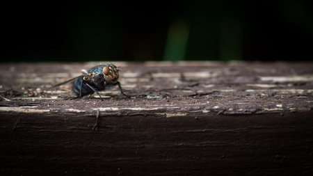 A fly closeup on a wooden surface