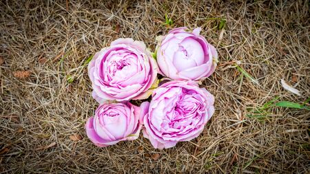Some beautiful pink peony rose blossoms on the grassの写真素材
