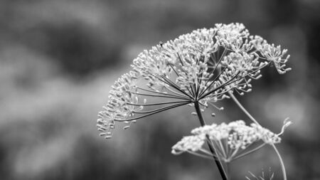 Beautiful and tasty green dill umbrella in green backgroundの写真素材