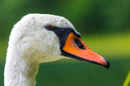 Beautiful swan head with an orange beak by the lakeの写真素材