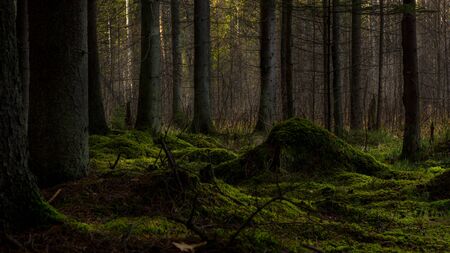 A beautiful mysterious green dark forest with some light falling from behind the treesの写真素材
