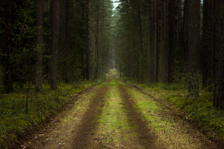 A wide mud road in green dark forest in autumn