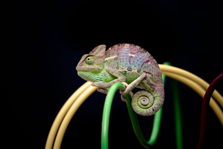 yemen chameleonの写真素材