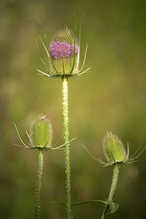 Teasels plant 