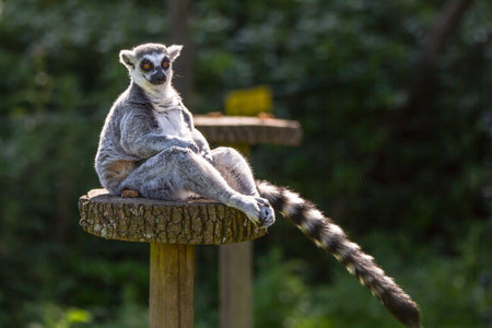 Lemur