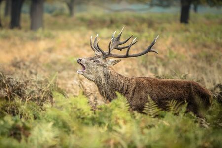 red deerの写真素材