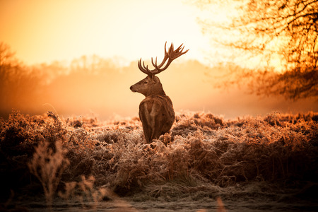 Red Deer in Morning Sun の写真素材