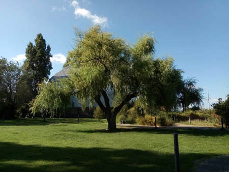 Lonely tree. A single tree in it`s splendor.の写真素材