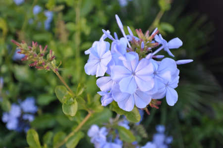 Macro flowerの写真素材