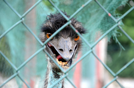 Ostrich