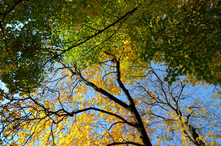 colors of autumn