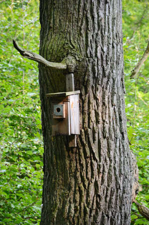 Tree with birdhouseの写真素材