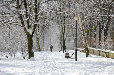 winter parkの写真素材