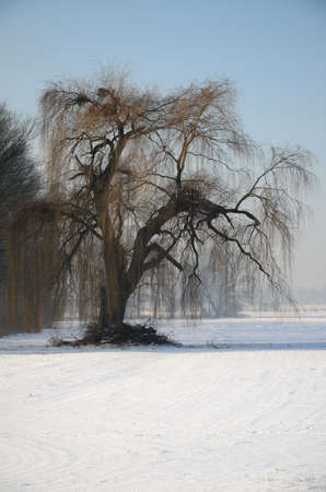 Winter landscapeの写真素材