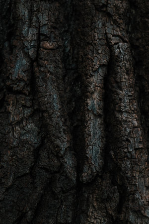 Tree bark texture. Abstract background for design with copy space for text or image.の写真素材