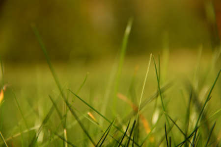 stalks of grassの写真素材