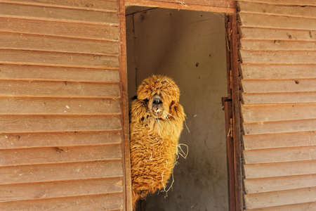 alpaca lama in zooの写真素材