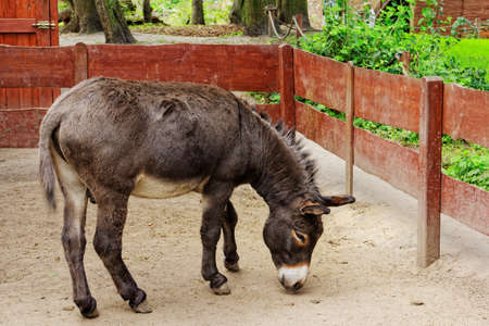 donkey in zooの写真素材