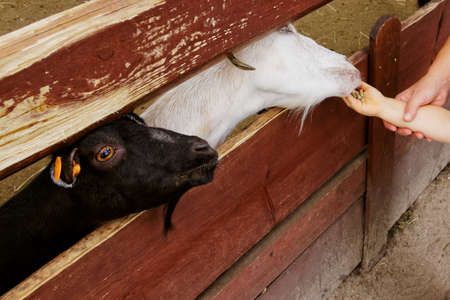 feeding goats at the zooの写真素材