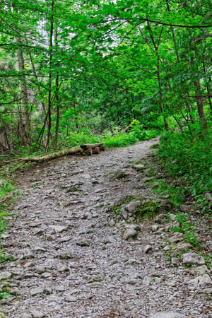 rocky mountain trailの写真素材