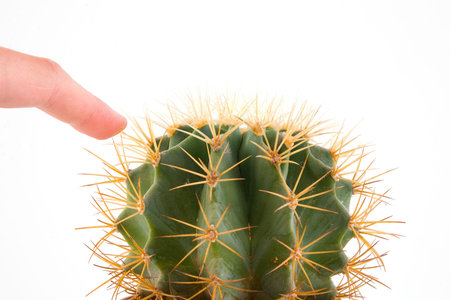 Cactus on white