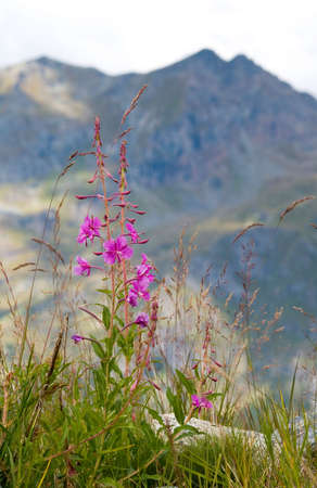 Val di Gressoney in italian Alpsの写真素材