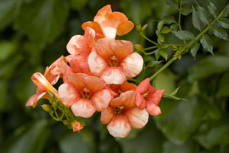Red flowers on the green backgroundの写真素材