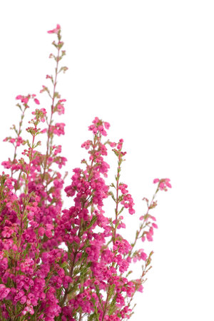 Bunch of heather in vase on whiteの写真素材
