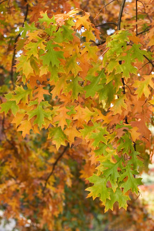 Autumn leaves in the afternoon lighting
