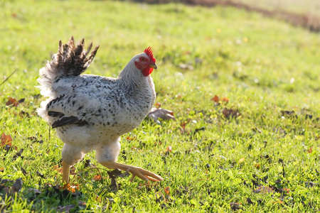 Hen on the grass in afternoon lightingの写真素材