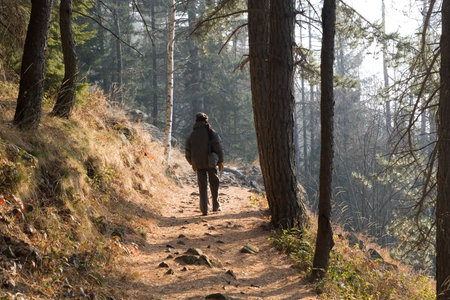 Walking in the forest (Italian Alps)
