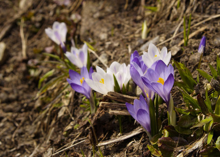 Spring flowers in the Italian Alps