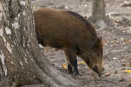 Wild boar in the forestの写真素材