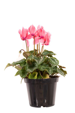 Pink cyclamen on white backgroundの写真素材