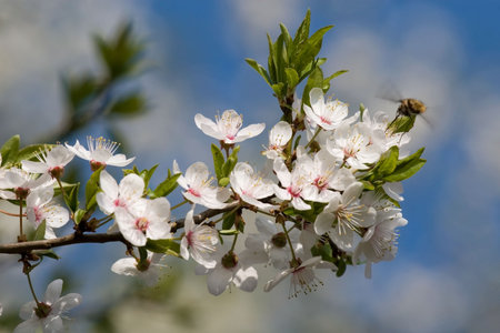 Spring blossom